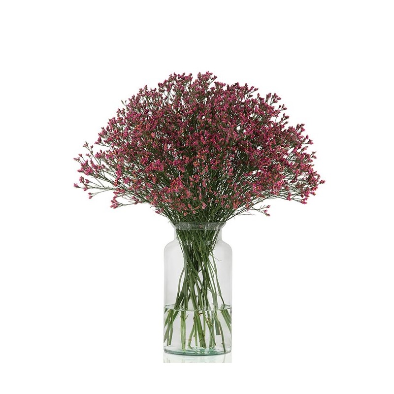 Limonium Scarlet Diamond punane