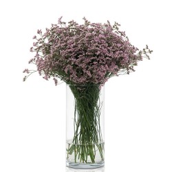 Limonium Anouchka Diamond roosa