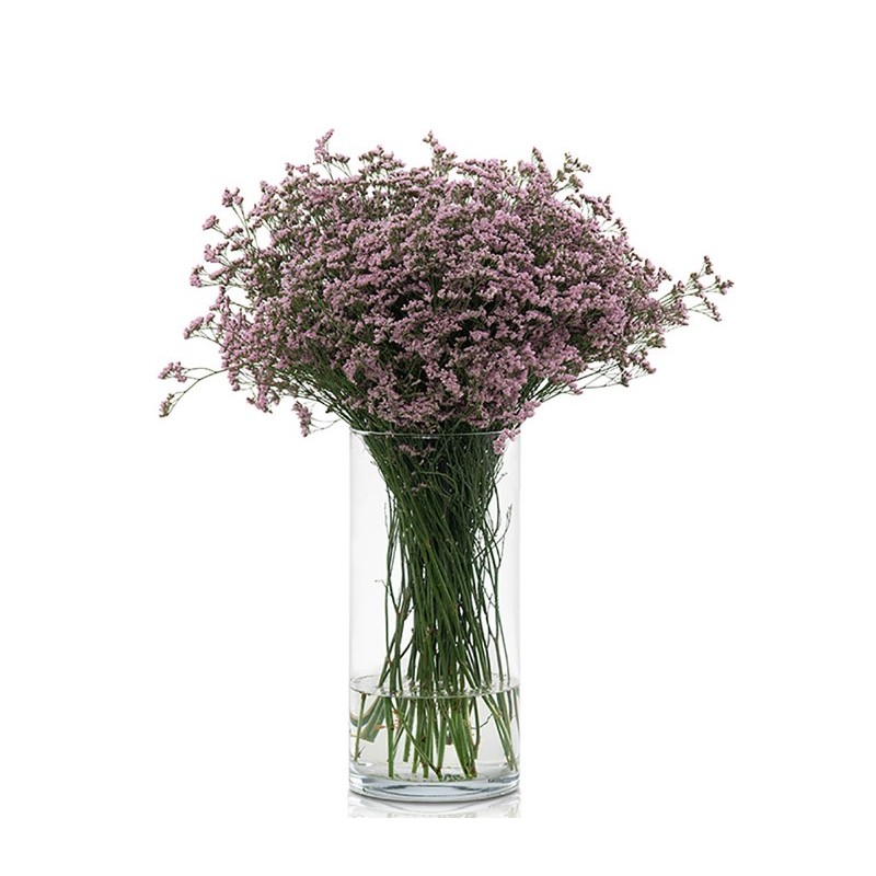 Limonium ROOSA (Anouchka Diamond, Oshi Pink, Joy)