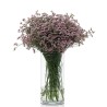 Limonium ROOSA (Anouchka Diamond, Oshi Pink, Joy)