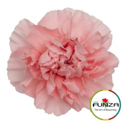 Nelk Pink Cute roosa