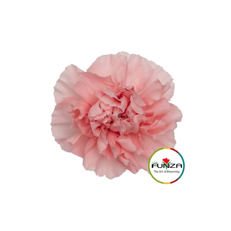 Nelk Pink Cute roosa