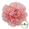 Nelk Pink Cute roosa
