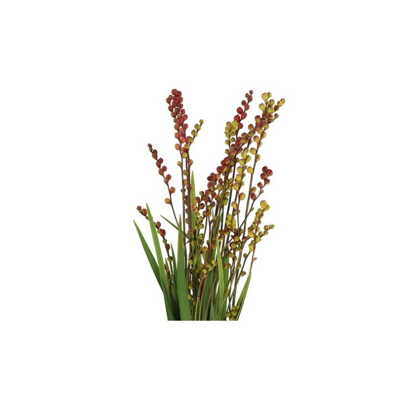 Crocosmia Berry 80cm oranž