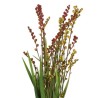 Crocosmia Berry 80cm oranž