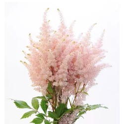 Astilbe Europa 60cm heleroosa