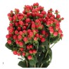 Hypericum punane