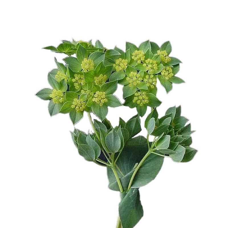 Bupleurum Griffithii