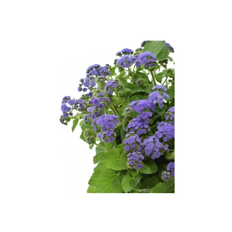 Ageratum Blue Horizon 60cm sinine