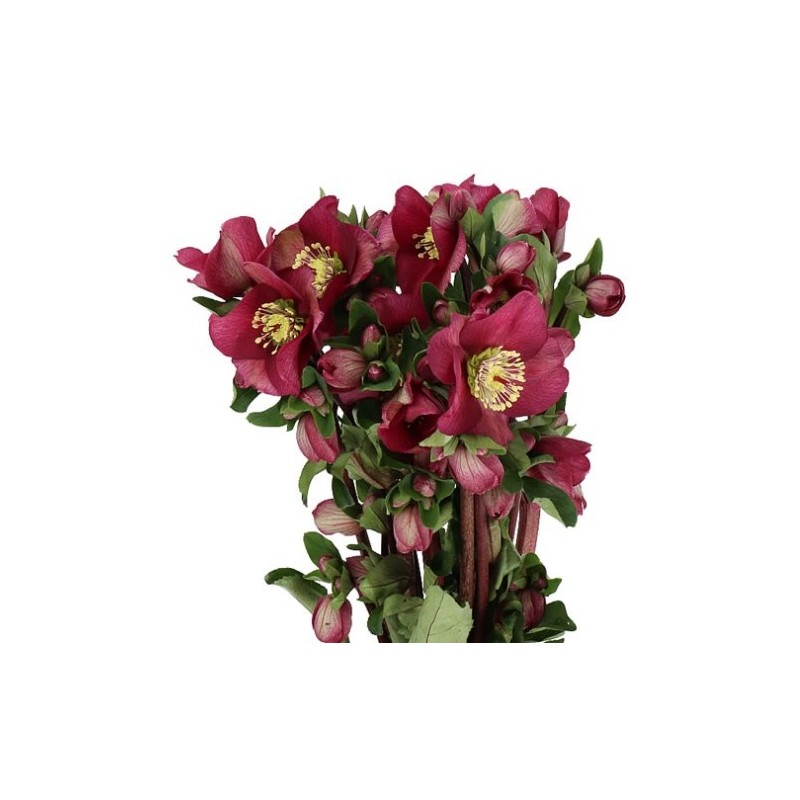 Helleborus Mammoth Red 40+cm punane