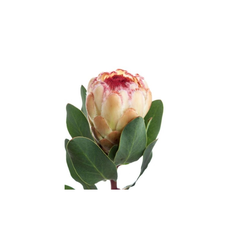 Protea Grandicolor kreem/punaka südamikuga