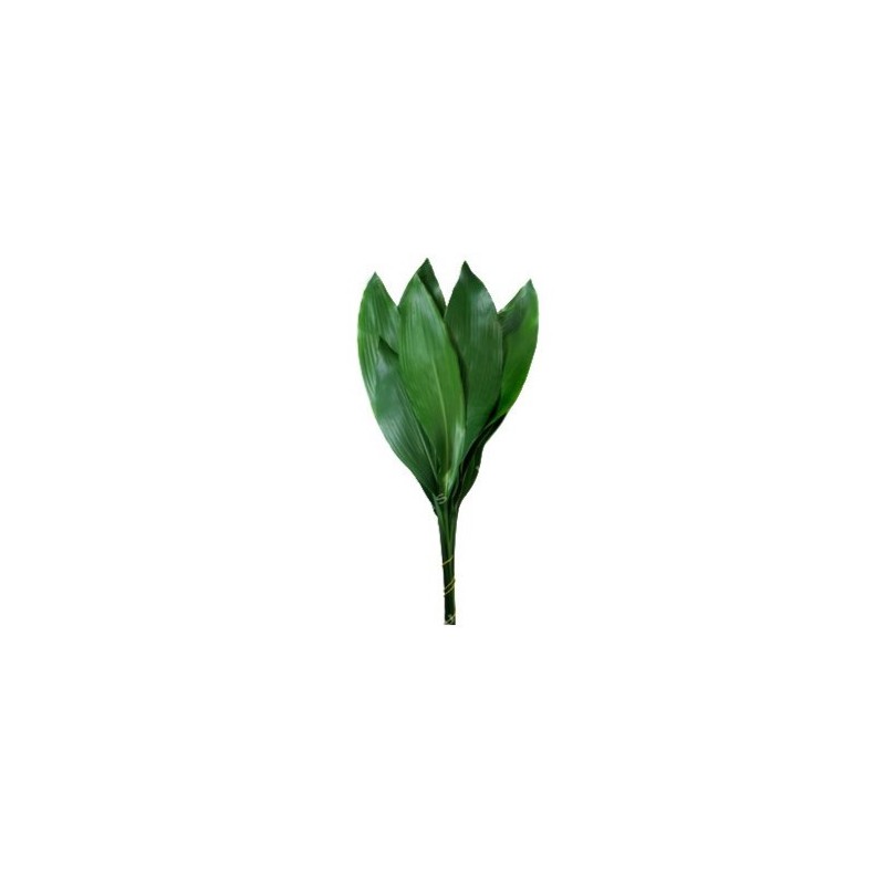 Aspidistra 60/70cm väike