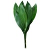 Aspidistra 60/70cm väike