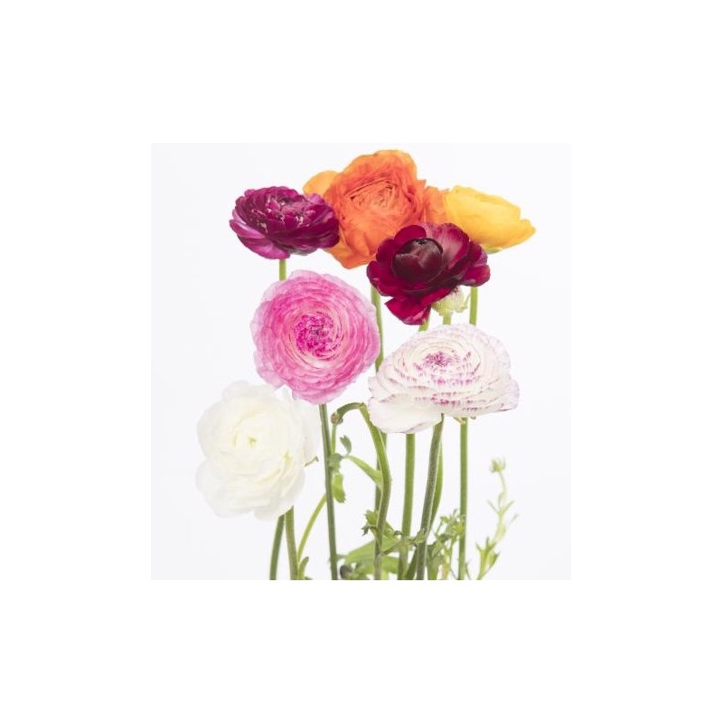 Ranunculus Elegance mix