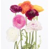 Ranunculus Elegance mix