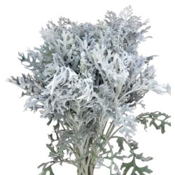 Senecio Maritima 60cm hall