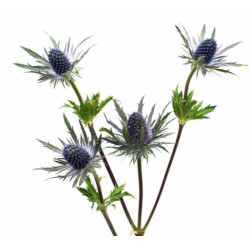 Eryngium Magnetar Questar (ohakas) 50cm lilla