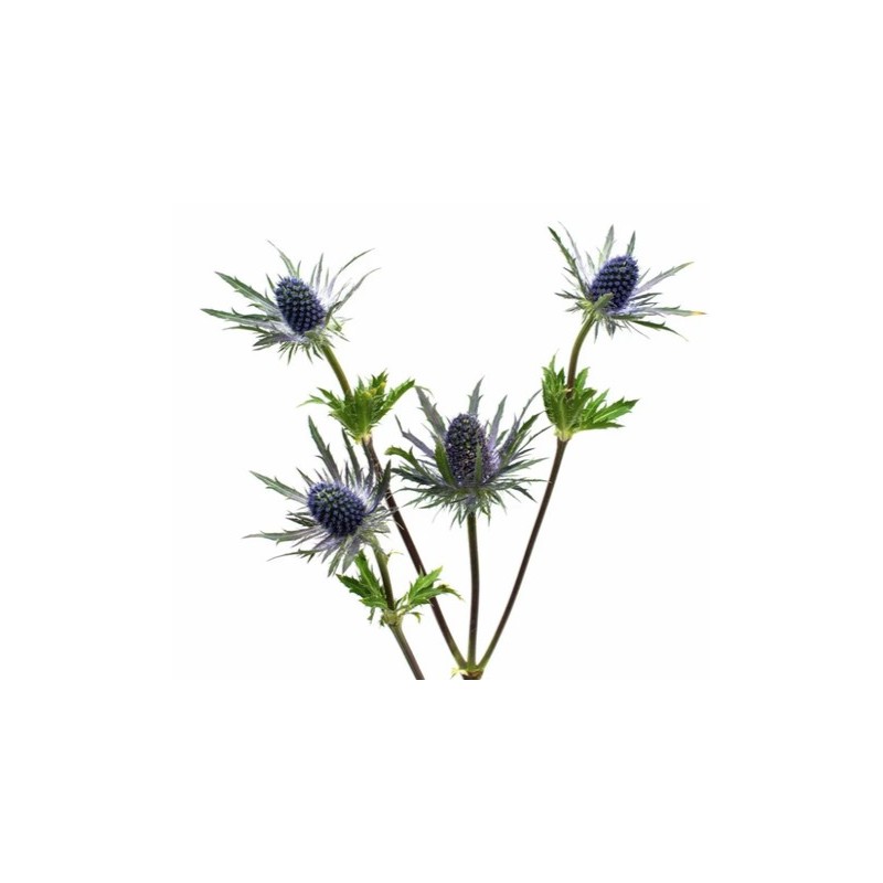 Eryngium Magnetar Questar (ohakas) 50cm lilla