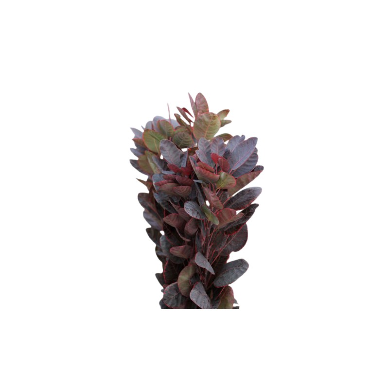 Cotinus Royal Purple 60cm punane