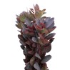 Cotinus Royal Purple 60cm punane