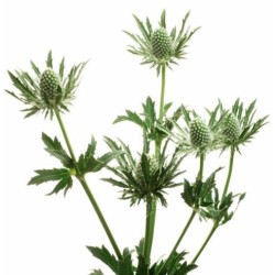 Eryngium Sirius (ohakas) 50-60cm valge