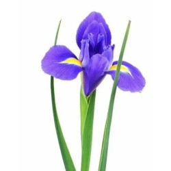 Iiris Blue Magic lilla