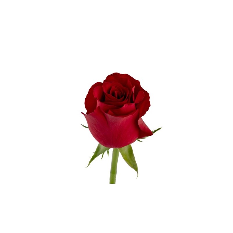 Roos Red Tacazzi 60cm punane