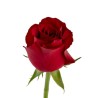 Roos Red Tacazzi 60cm punane