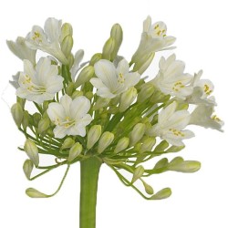 Agapanthus valge