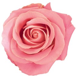Roos Hermosa 60cm roosa