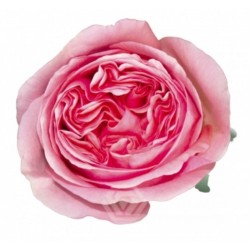 Roos Pink X-Pression EQ 60cm roosa