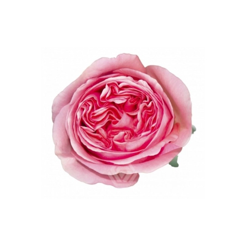 Roos Pink X-Pression EQ 60cm roosa