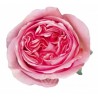 Roos Pink X-Pression EQ 60cm roosa