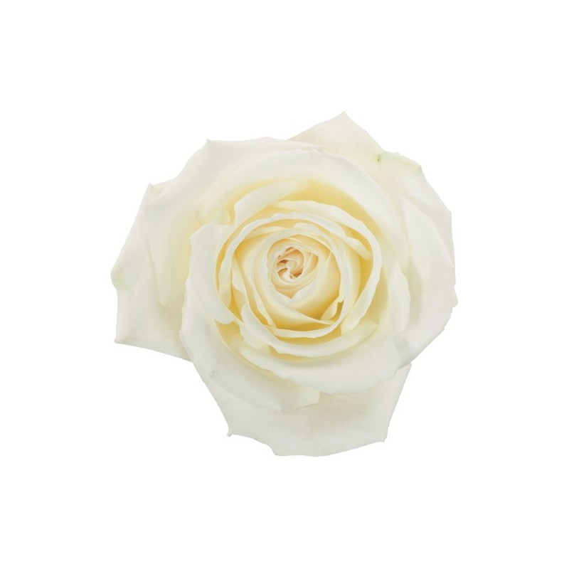 Roos Playa Blanca EQ 50cm valge