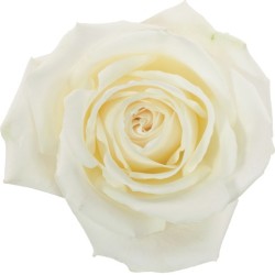 Roos Playa Blanca EQ 70cm valge