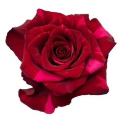 Roos Red Panther EQ 80cm punasekirju