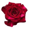 Roos Red Panther EQ 80cm punasekirju