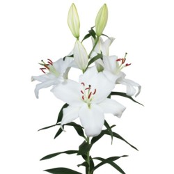 Lilium Santander OR valge