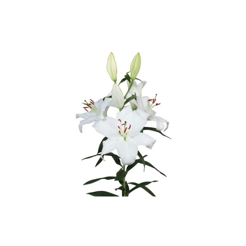 Lilium Santander OR valge