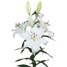 Lilium Santander OR valge