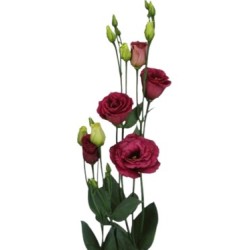 Eustoma Rosita Red 70-75cm punane