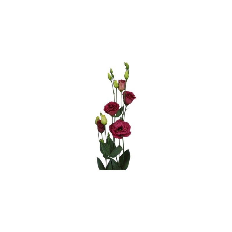 Eustoma Rosita Red 70-75cm punane