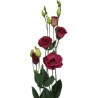 Eustoma Rosita Red 70-75cm punane
