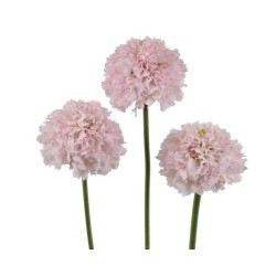 Scabiosa French Vanilla Bon Bon Scoop heleroosa