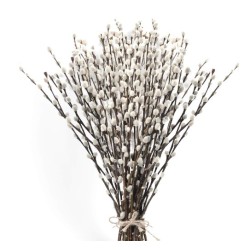 Pajuurvad (Pussy willow)