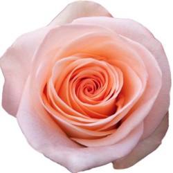 Roos Tiffany EQ 50cm roosa
