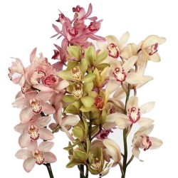 Cymbidium large mix 60cm