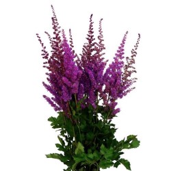 Astilbe Black and Blue roosa