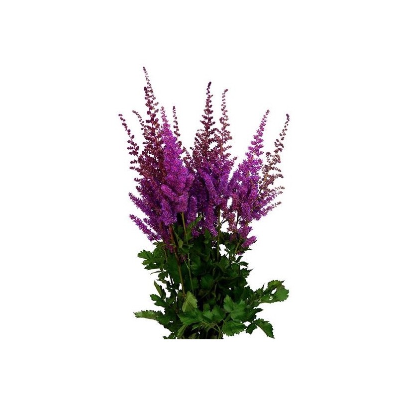 Astilbe Black and Blue roosa