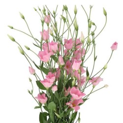 Eustoma Botanic Pink roosa 70-75cm
